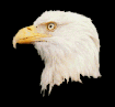 eagle2.gif